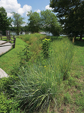 Swale to capture rainwater